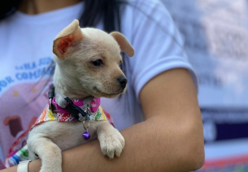INVITA CONSEJO CIUDADANO A NIÑAS Y NIÑOS A BUSCAR NOMBRE A PERRITA ADOPTADA